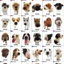 이쁜강아지 이미지