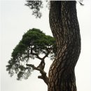 연리지 소나무 이미지