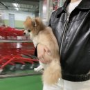 도담도담캔넬 네이버블로그
