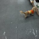 애견미용샵 조이 이미지