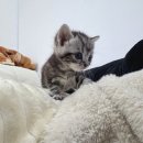 요크독애견샵 | 의정부애견샵 데일리독 의정부점 방문 후기, 드디어 고양이 집사가 되었어요