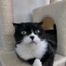 냥카페,루브 이미지