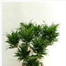 서상동080 이미지