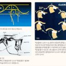 턱관절 복합장애의 진단과 치료(TMJ) 이미지