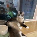 냥냥하우스 이미지