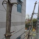 오성벌목