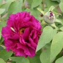 영랑생가 이미지