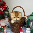 오독안심분양센터 강아지분양 고양이분양 대구점 이미지