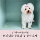 퍼피댕글 | 경기광주 애견유치원 퍼피댕글, 두부의 첫 개치원 등원 일기
