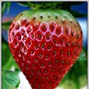 김용선 농장 이미지