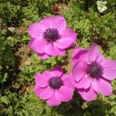 아네모네 이미지