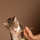 나을동물병원 이미지