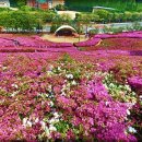철쭉동산 이미지