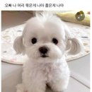 이쁨 Daum카페