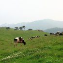 가리왕산목장 이미지