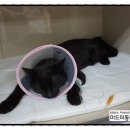 미드미동물병원 네이버블로그