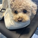 개 친절 펫택시 이미지