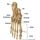 김학윤정형외과의원 | 제4번 중족골 골절...상반된 진료소견! 의사마다 달라도 너무 달라요~