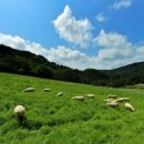 동막골목장 이미지