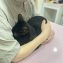 창원고양이미용 무냥무냥 이미지