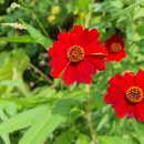 어정초교후문사거리 어정초정문앞 횡단보도(아파트 쪽) | 개웅산, 천왕산, 건지산, 푸른수목원