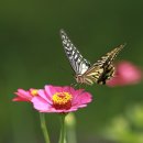 호사유피 이미지