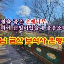 Re: 금산보석사은행나무 이미지