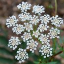 환타지아 이미지