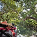 녹색공원 | 대만 타이난 혼자 버스 대중교통 여행 쓰차오 녹색터널