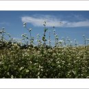 메밀꽃필무렵 이미지