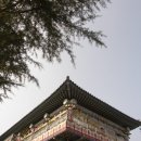 알알이 석류