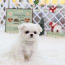 꼬꼬마 강아지 이미지