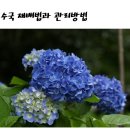 🏵수국 재배법과 관리방법.... 이미지