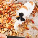 홍매화 민박 | 고양이 있는 카페부터 숙소까지, 직접 다녀온 힐링 스팟 찐후기