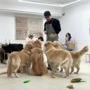 뭉스벨리 | [서울 강동구] 골든 리트리버 다섯마리가 있는 애견카페 ‘뭉스벨리’ 다녀온 솔직 후기