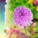 지칭개 꽃 (왁스(WAX) - 화장을 고치고) 이미지