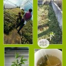 손오공농장 이미지