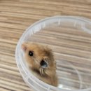 펫엔글라이더 이미지