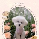 댕구르르 이미지