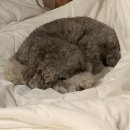 애월류가 이미지