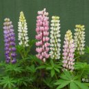 루피너스(Lupine) 이미지