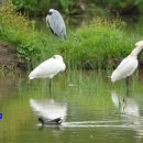 쇠물닭(Moorhen, Swamp chicken) 이미지