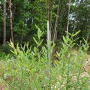 국보농장 이미지