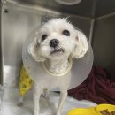 아이엠 동물병원 | 마포 정형외과 전문 동물병원 홍대 아이엠동물병원 강아지 슬개골탈구수술 후기