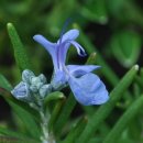 로즈마리 이미지