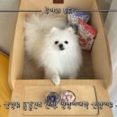 멍멍이대학 - 2771 | 멍멍이대학