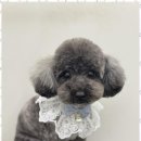 몽이 애견샵 이미지