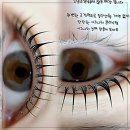 와, 나 인생 속눈썹 찾았다? 뷰티다인 썰 푼다