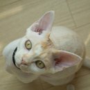 그루밍 루니 이미지