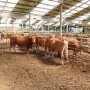 태안군, 19일부터 무허가·미등록 축사 일제점검 나선다(서산태안신문) 이미지